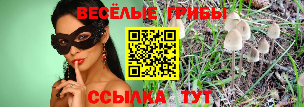 Псилоцибиновые грибы Psilocybine cubensis Заринск